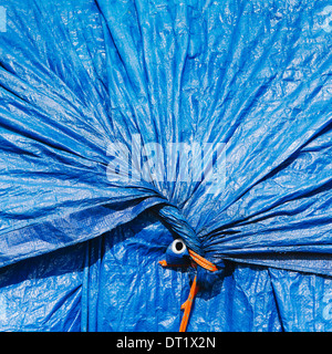 A blue tarpaulin gathered and tied with rope as a covering over piles of commercial fishing nets Fisherman's Terminal Seattle Stock Photo