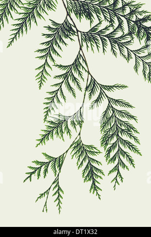 Western red cedar tree branch with green linear shaped leaves against a white background Stock Photo