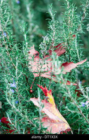 autumn maple leaves on green grass Stock Photo
