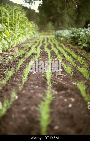 A vegetable garden bed Planted with rows of green shoots seedlings and plants Fresh organic produce Market garden Stock Photo