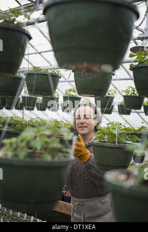 Spring growth in an organic plant nursery A man in a glasshouse planting containers Stock Photo