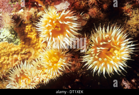 Underwater anemones (Actinothoe Sphyrodeta) off the coast of St Kilda. Scotland Stock Photo