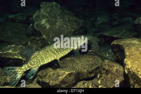 Pike. The Northern Pike (Esox Lucius) know simply as 'Pike' in Britain and Ireland and most parts of the USA. Stock Photo