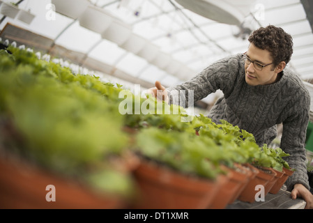 A man working in a greenhouse tending young plants in pots Stock Photo