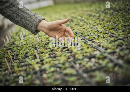 Spring Planting A man tending trays of small plant seedlings Stock Photo