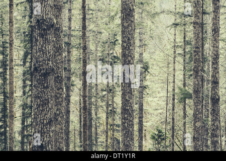 A dense forest of green moss covered trees of old growth cedar fir and hemlock in a national forest in Washington USA Stock Photo