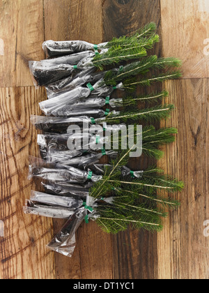 Overhead view of a bunch of evergreen fir tree saplings with roots protected and covered ready for planting Stock Photo