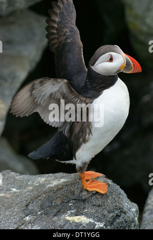 Atlantic puffin (Fratercula arctica) flapping his wings on Machais Seal Island, Maine, United States Stock Photo