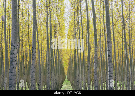 A plantation of poplar trees, a commercial tree farm. Tall straight trunks  and vivid green tree canopy. stock photo