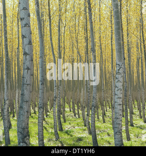 Rows of commercially grown poplar trees on a tree farm near Pendleton Oregon Pale bark and yellow and green leaves Stock Photo