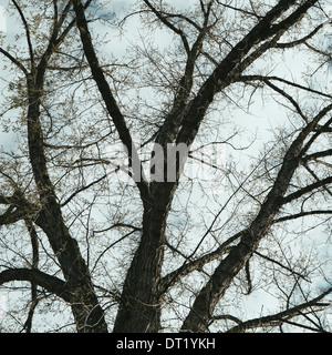 The spreading branches of a mature elm tree just as the leaves are breaking out of bud viewed from below in Walla Walla Oregon Stock Photo
