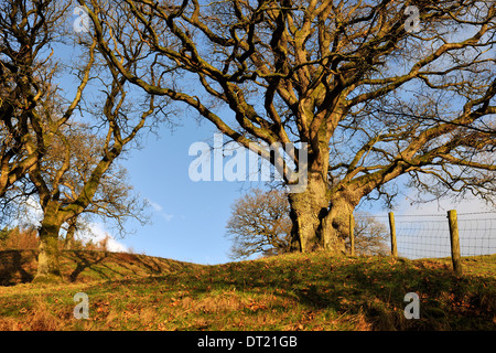 Winter sunlight on mature Ash trees, Newbiggin Fell, Cumbria, England Stock Photo