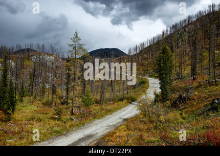 Forest recovering after a fire in the mountains of Altai, Kazakhstan Stock Photo