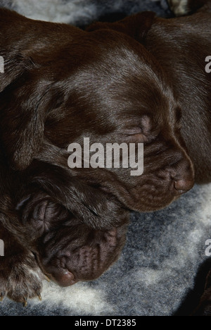 A litter of three-week old German Short-haired Pointer puppies relaxing Stock Photo