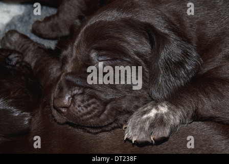 A litter of three-week old German Short-haired Pointer puppies relaxing Stock Photo