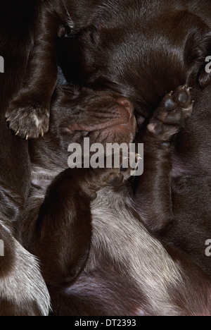 A litter of three-week old German Short-haired Pointer puppies relaxing Stock Photo