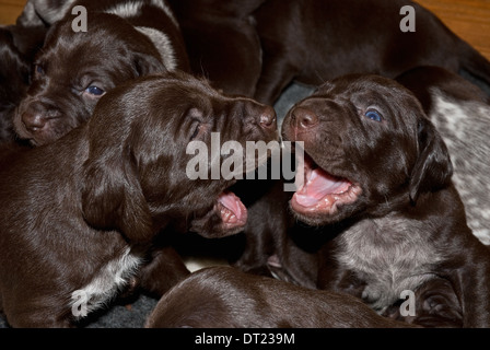 Three-week old German Short-haired Pointer Puppies play-fighting Stock Photo