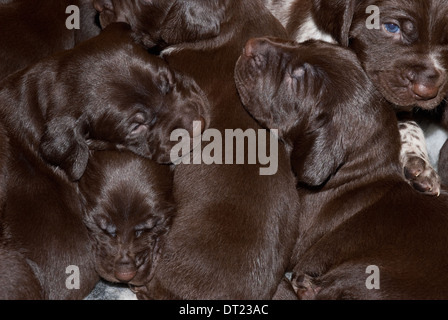 A litter of three-week old German Short-haired Pointer puppies relaxing Stock Photo