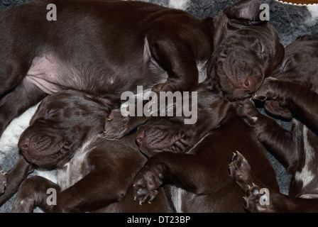A litter of three-week old German Short-haired Pointer puppies relaxing Stock Photo