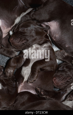 A litter of three-week old German Short-haired Pointer puppies relaxing Stock Photo