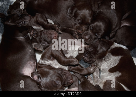 A litter of three-week old German Short-haired Pointer puppies relaxing Stock Photo