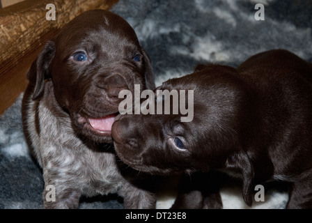 Three-week old German Short-haired Pointer Puppies play-fighting Stock Photo