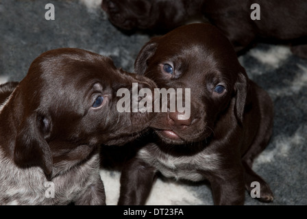 Three-week old German Short-haired Pointer Puppies play-fighting Stock Photo