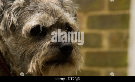 Domesticated border terrier dog pet outside Stock Photo
