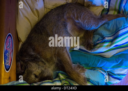 Dog sleeping on oak bed duvet dreaming ear lifted Stock Photo