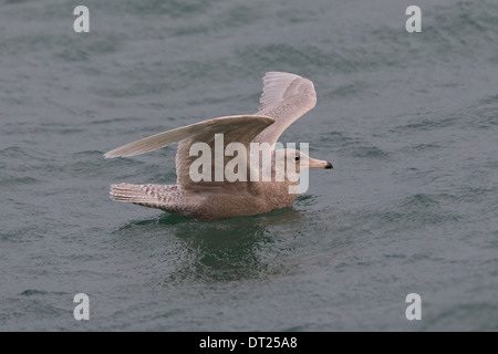 Juvenile / First winter Glaucous Gull Larus hyperboreus, Shetland, Scotland, UK Stock Photo