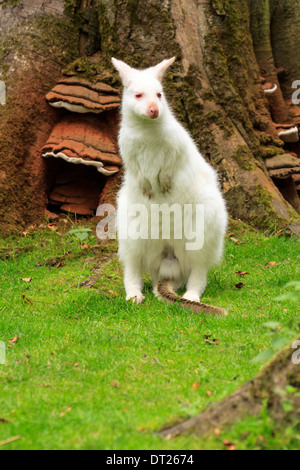 An Albino Wallaby at Manor House Wildlife Park. Stock Photo