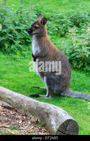 A Wallaby at Manor House Wildlife Park. Stock Photo