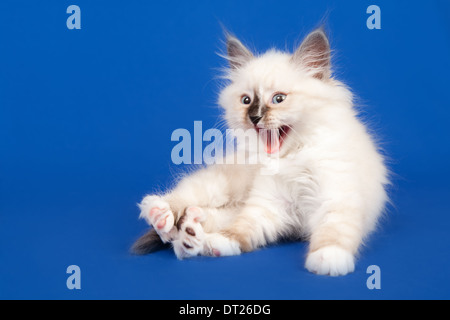 Siberian forest kitten is sitting on blue background Stock Photo