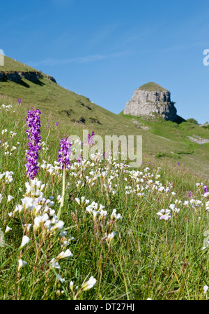 Early Purple Orchids & Peter's Stone, Cressbrook Dale, Peak District National Park, Derbyshire, England, UK Stock Photo