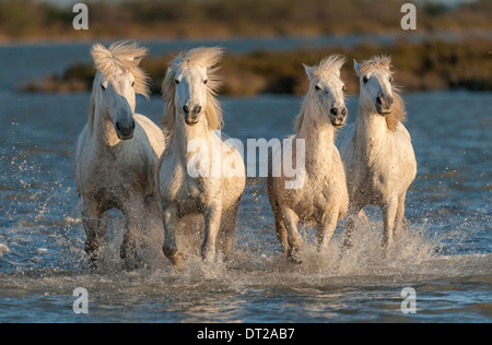 White horses running straight towards camera through blue water Stock Photo