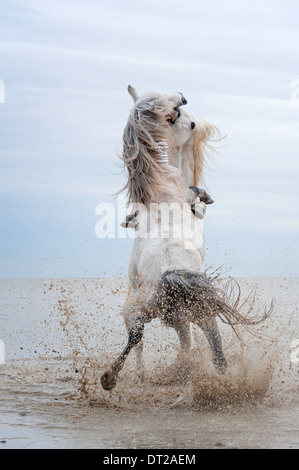 Two white stallions rearing and fighting in ocean Stock Photo