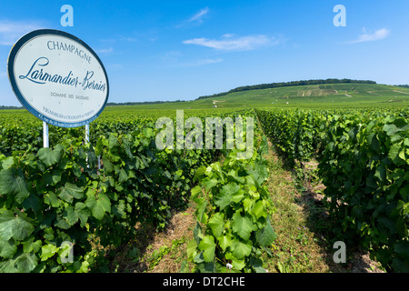 Trimmed vines of vineyard Larmandier-Bernier on the Champagne Tourist Route in Vertus, Marne Valley, Champagne-Ardenne, France Stock Photo
