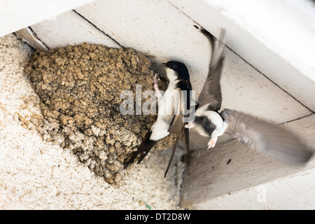 Adult House Martin birds bring food to fledglings in birds nest at Mancy, Champagne-Ardenne, France Stock Photo