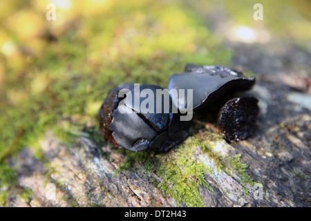 Bulgaria inquinans commonly known as Black Bulgar fungi but also referred to Batchelor's Buttons or Rubber Buttons Stock Photo