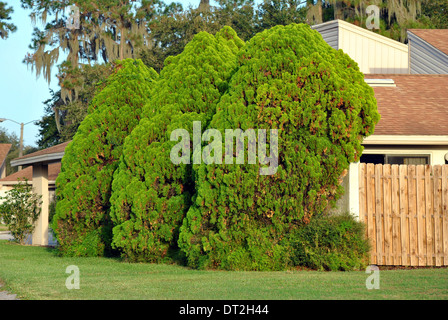 Thuja occidentalis conifers Stock Photo