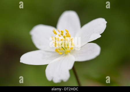 Anemone nemorosa flower bloom Buschwindroeschen witches flower blossom Stock Photo
