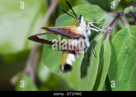 Hemaris fuciformis Broad-bordered Bee Hawk-moth Hummelschwaermer Stock Photo