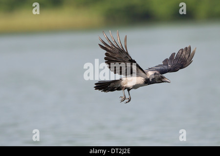 Corbie Corvus corone cornix Danish Crow Nebelkraehe Stock Photo
