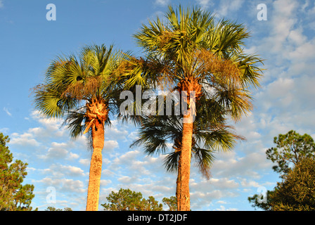 Washingtonia robusta palm trees Stock Photo