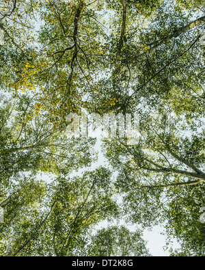 View from below up into the lush green forest canopy and spreading branches of Big leaf maple and alder in Seattle Stock Photo