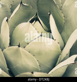 Close up of an agave cactus plant with large grey green leaves