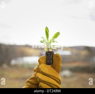 Organic Farm in Winter in Cold Spring New York State A gloved hand holding a small new seedling with two sets of green leaves Stock Photo