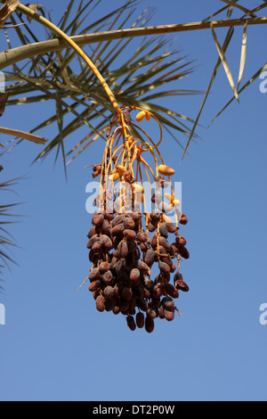 Dates growing on a tree in Kingdom of Bahrain Stock Photo