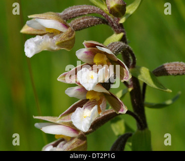 Marsh Helleborine - Epipactis palustris Orchid of the sand dunes Stock Photo