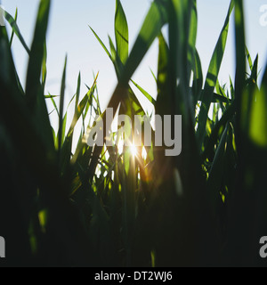 green lush field of wheat and the setting sun behind the stalks and stems at dusk near Pullman in Washington state USA Stock Photo